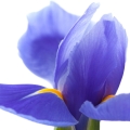 オリス根 Iris germanica, Iris florentina, Iris pallida 2