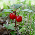ウィンターグリーン Gaultheria Procumbens 2