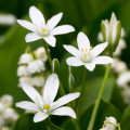 オルニトガロム Ornithogalum umbellatum 2