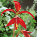 アステカユリ Sprekelia Formosissima 2