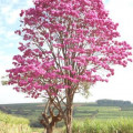 ピンクのイペツリー Handroanthus Heptaphyllus 2