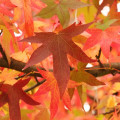 リキダンバー Liquidambar Styraciflua 2