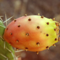 サボテン Opuntia Ficus-Indica 2