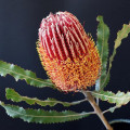 バンクシア・オーストラリア Banksia 2