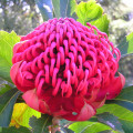 ワラタ Telopea Speciosissima 2