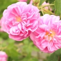 タイフローズ Rosa damascena trigintipetala 2