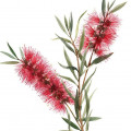 ボトルブラシ Callistemon Spp. 2