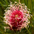 グレビレア Grevillea Banksii 2