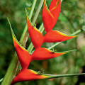 ピンクフラミンゴヘリコニア Heliconia Rostrata 2