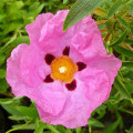 シスタス・インカヌス Cistus Creticus L. 2