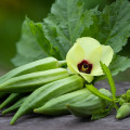 オクラシード Gumbo Abelmoschus Moschatus 2