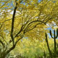 パロベルデの木 Parkinsonia Aculeata 2
