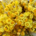 エバーラスティング Helichrysum angustifolium 2