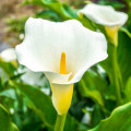 カラー・リリー Zantedeschia Aethiopica 2