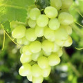 緑のぶどう Vitis Vinifera L. 2