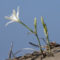 パンクラチウム Pancratium Maritimum 2
