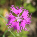 フリンジドピンク Dianthus Superbus 2