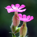 キャンピオン Silene dioica 2