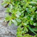 ポーチュラカ Portulaca Oleracea 2