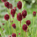 グレートバーネット Sanguisorba Officinalis 2