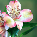 アルストロメリア Híbrido Alstroemeria-Aurea 2