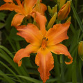 デイリリー Hemerocallis Hybrid 2