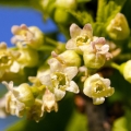 黒カラントの花 Ribes nigrum, R. sanguineum (Grossulariaceae) 2