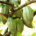 カカオポッド Theobroma cacao (Sterculiaceae) 2