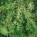 トレヤ属 Torreya Nucifera 2