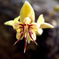 カカオの花 Theobroma Cacao 2