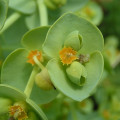 ユーフォルビア Euphorbia Serrata L. 2