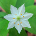 スターフラワー Trientalis Borealis 2