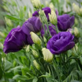 ユーストマ Eustoma Grandiflorum 2