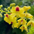 レッドウッドの花 Caesalpinia Echinata 2