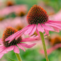 エキナセア Echinacea Purpurea 2