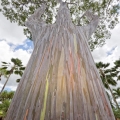 ユーカリ Eucalyptus globulus (Myrtaceae) 2
