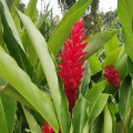 アルピニア Alpinia Purpurata 2