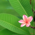 フランジパニ Plumeria rubra (Apocyanaceae) 2