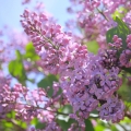 ライラック Syringa vulgaris (Oleaceae) 2