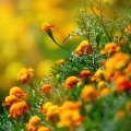 マリーゴールド Tagetes lemmonii (Asteraceae) 2