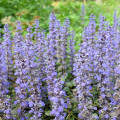 アジュガ Ajuga Reptans 2