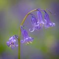 ブルーベル Hyacinthoides Non-Scripta 2