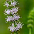 スペアミント Mentha spicata 2