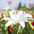 ユリ Lilium (Liliaceae) 2