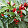 ジャマイカペッパー Capsicum 2