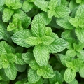 ミント Mentha spicata, piperita, aquatica (Labiatae) 2