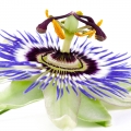 パッションフルーツ Passiflora Edulis (Passifloraceae) 2