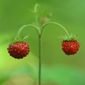 野いちご Fragaria Vesca (Rosaceae) 2