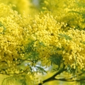 Mimosa Acacia Decurrens Var. Dealbata (Mimosaceae) 2