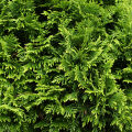 ベヒニツリー Chamaecyparis Formosensis 2